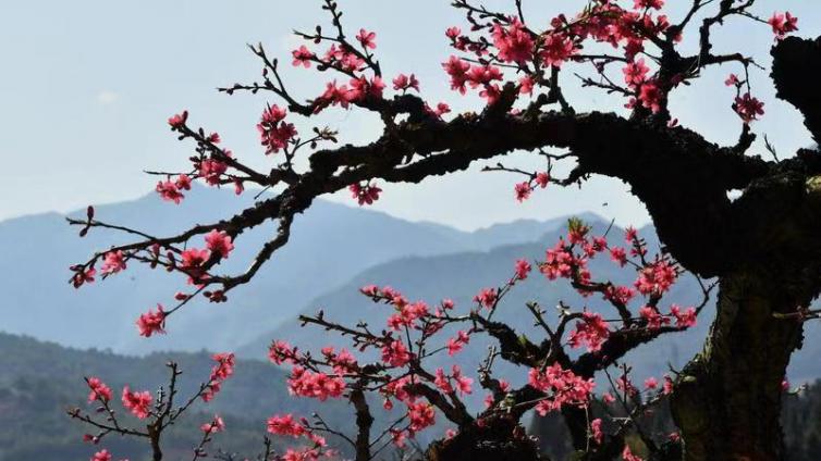 艺苑微展｜“桃之夭夭，灼灼其华”陈竞辉桃花摄影作品展