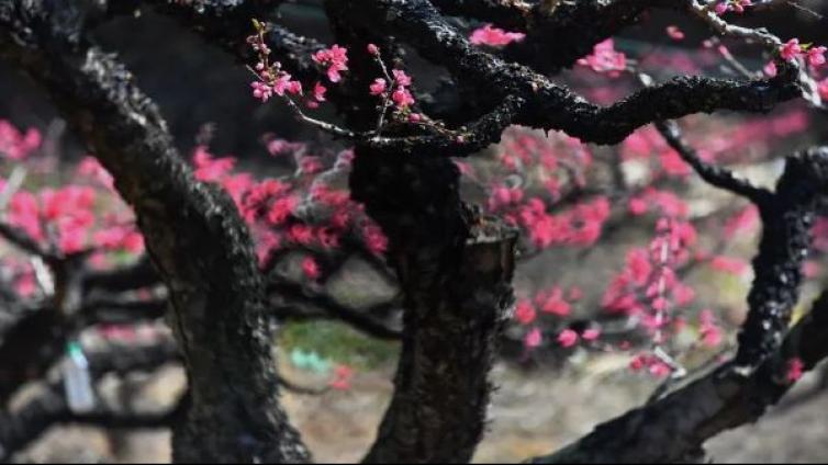 网上展厅｜“桃之夭夭，灼灼其华”陈竞辉桃花摄影作品展