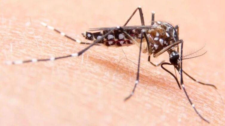 做好这3件事，能有效防蚊灭蚊→